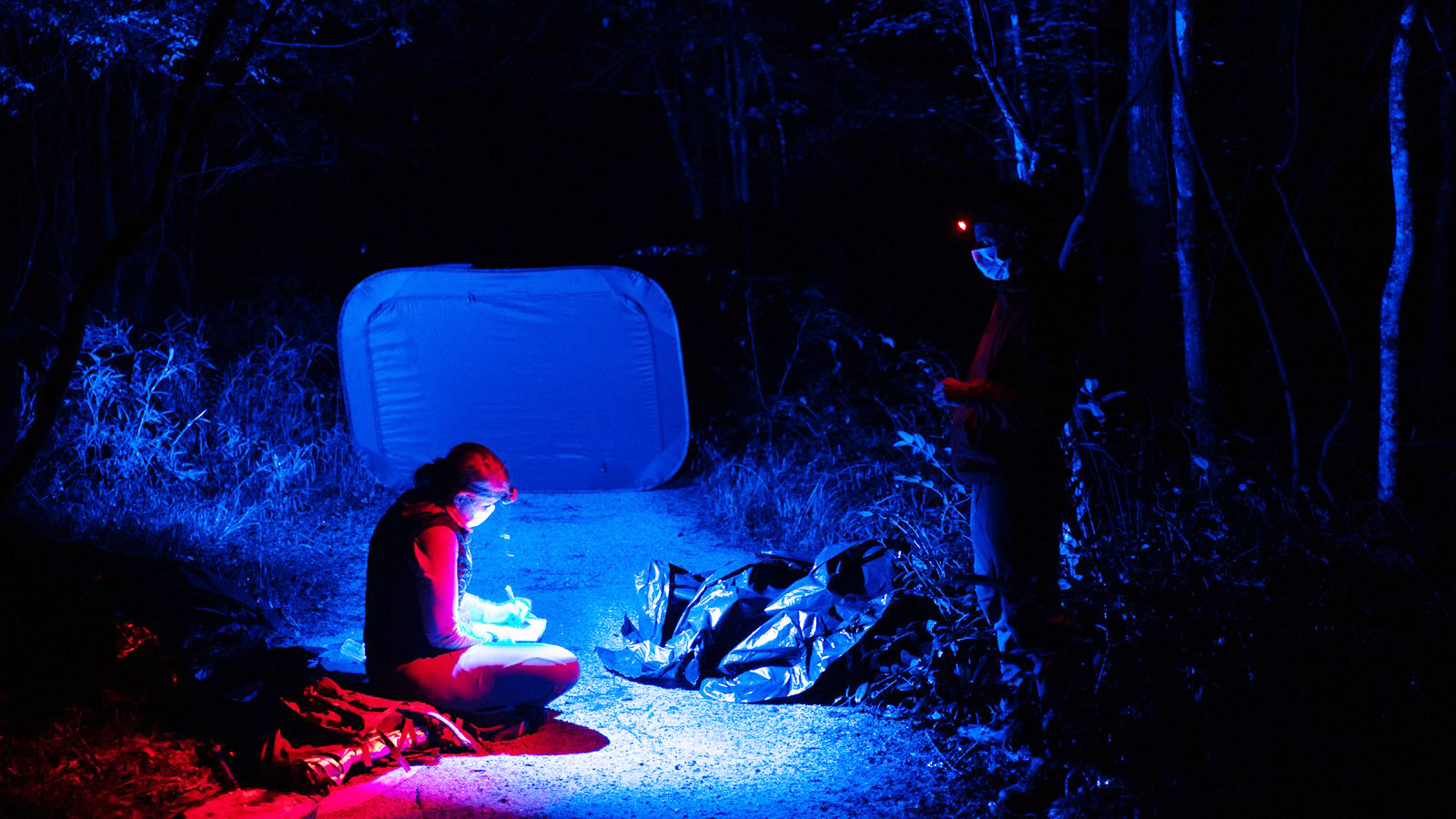 Research illuminates the language of fireflies