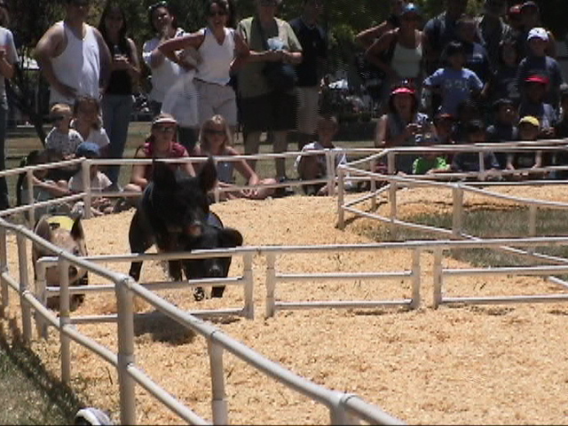 All-Alaskan racing pigs