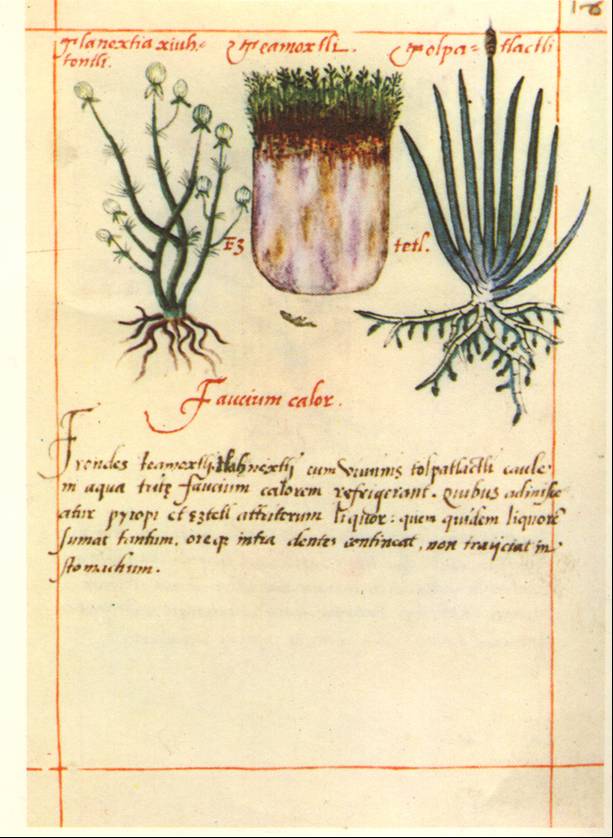 codex badiano 1