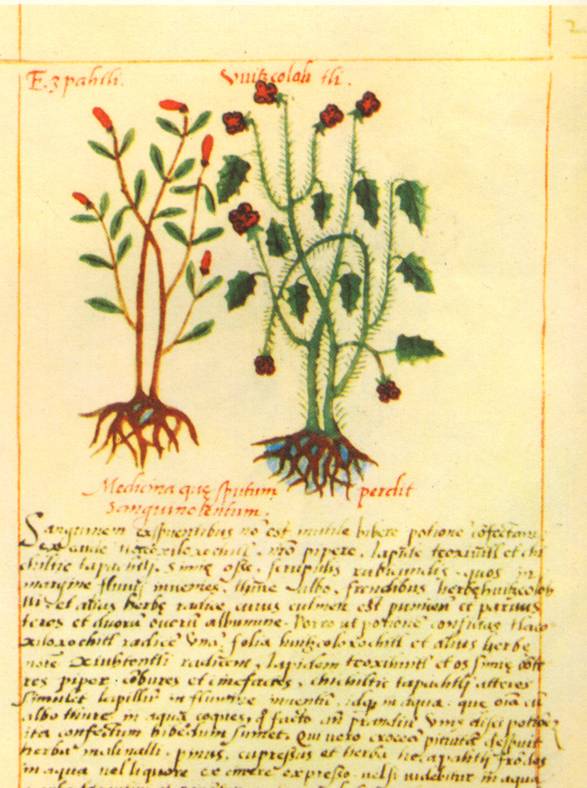 codex badiano 4