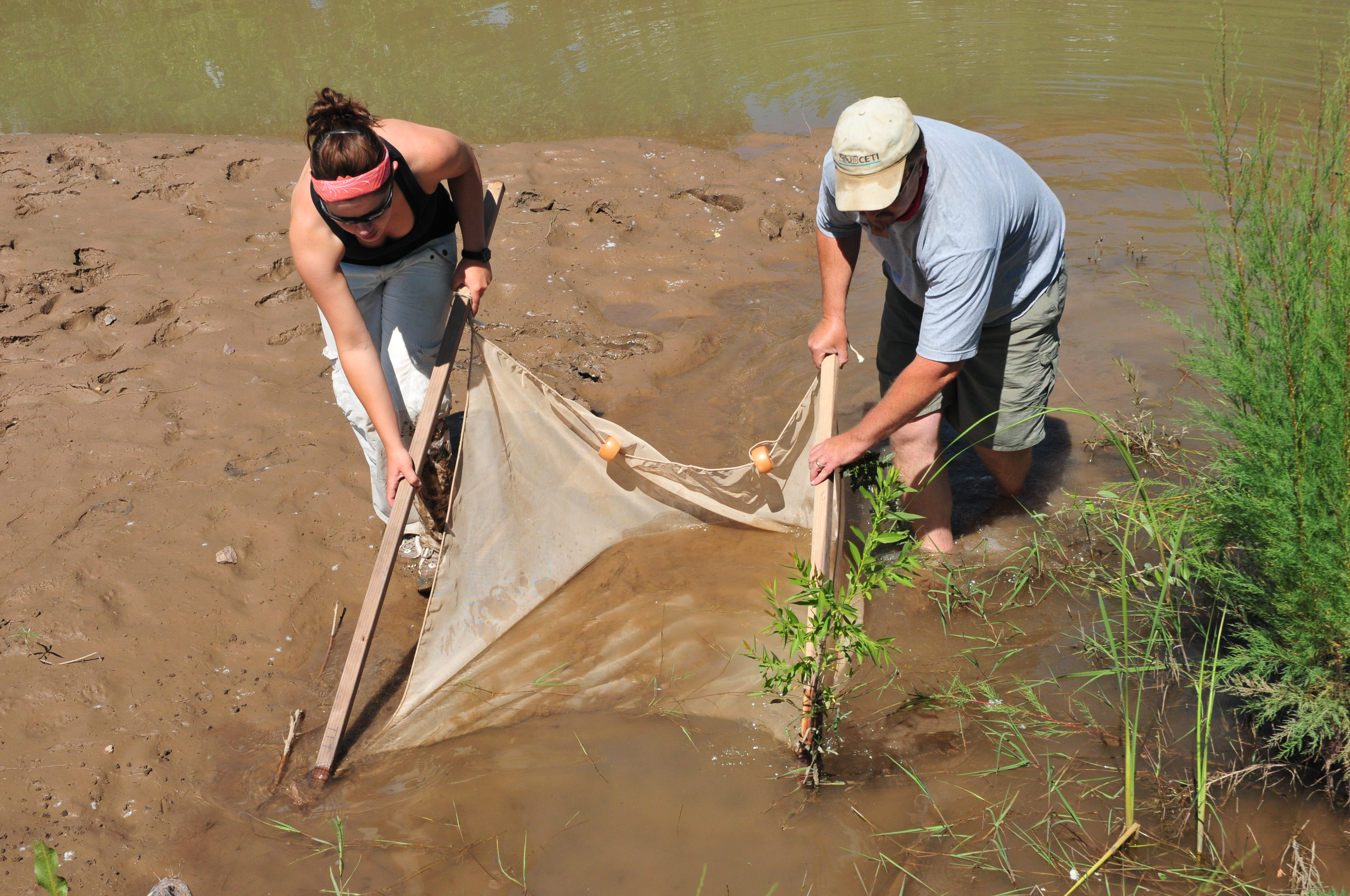 seining