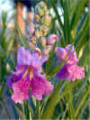 Desert Willow.jpg (383802 bytes)