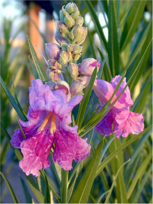 Desert Willow.jpg (383802 bytes)