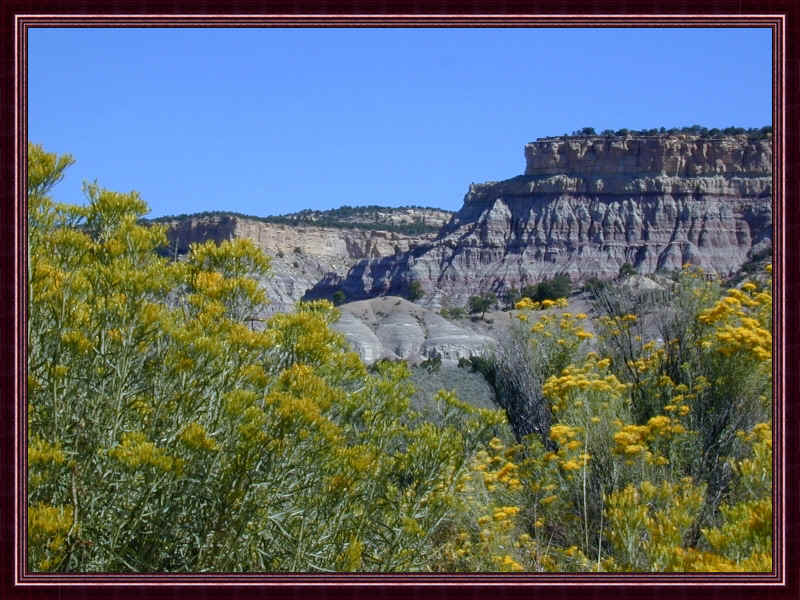 rabbit brush & mesa.jpg (497444 bytes)