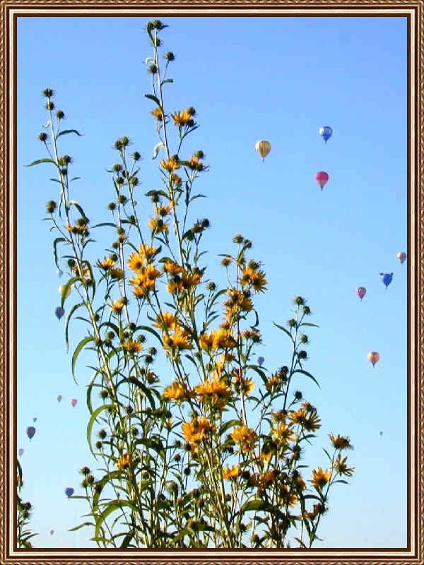 sunflowers & balloons.jpg (493098 bytes)