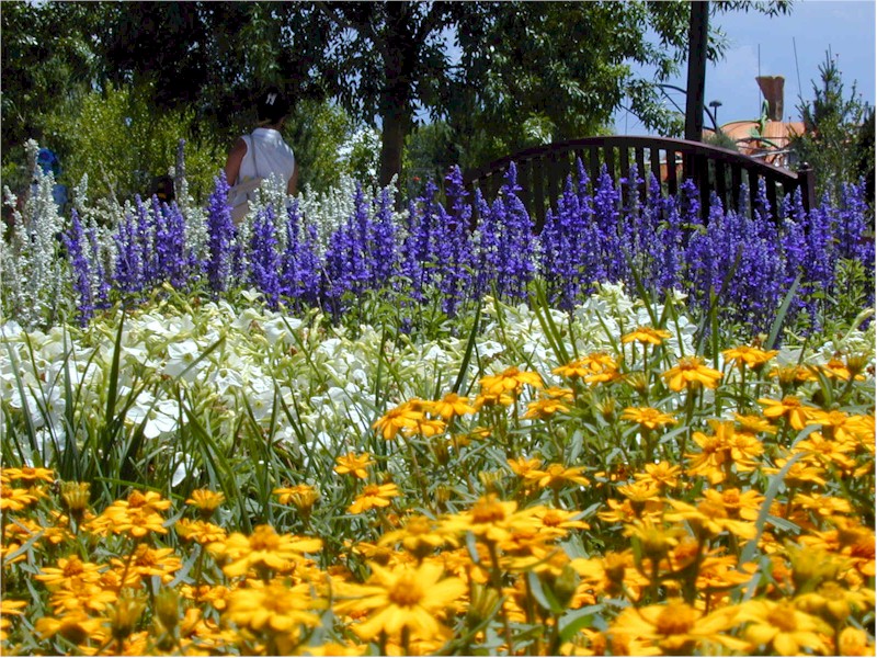 Field of Flowers (399050 bytes)