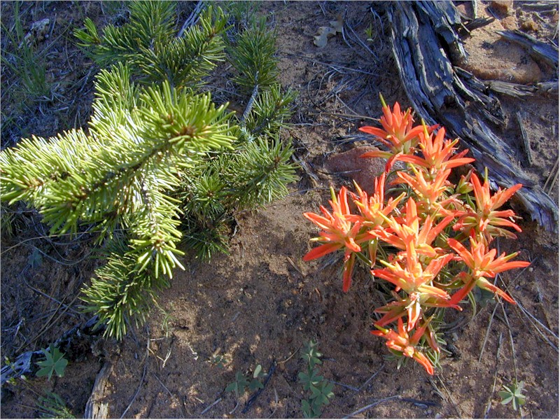 Mountain Flower & Pinon (399050 bytes)