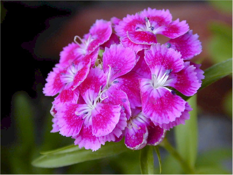 Sweet William (399050 bytes)