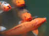 koi.jpg (357324 bytes)