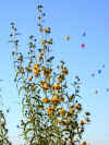 sunflowers__balloons.jpg (65176 bytes)