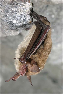 An animal with its mouth open

Description generated with high confidence