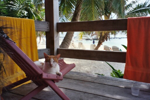 Ramons kitty