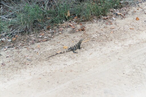 wildlife 1