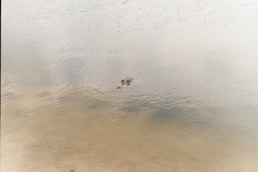 wildlife 2
