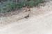 wildlife 1