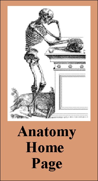 Main UNM Anatomy Page