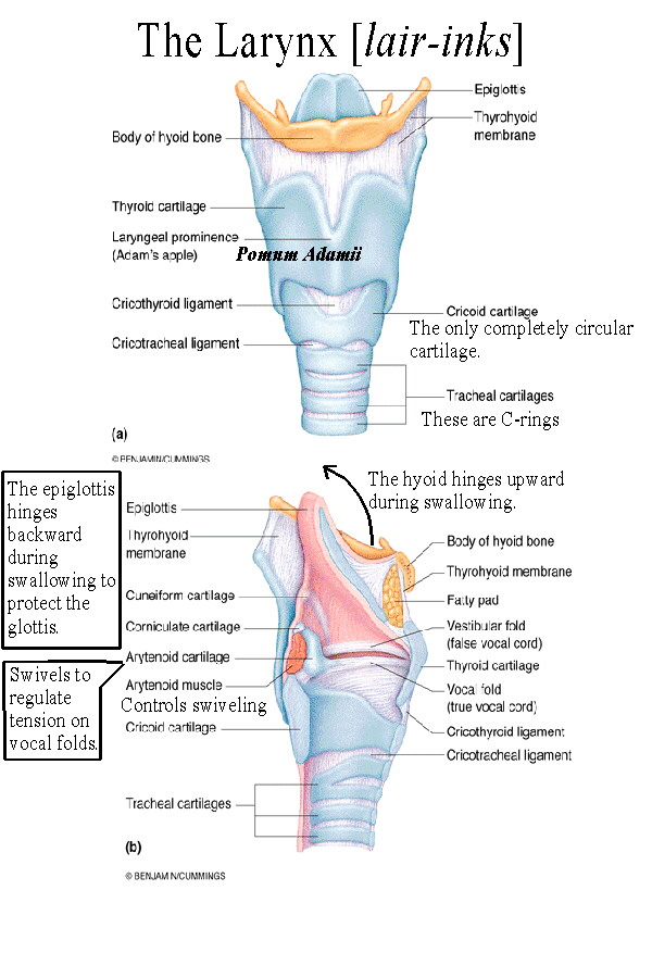 BIOL 238 Class Notes - Respiratory System