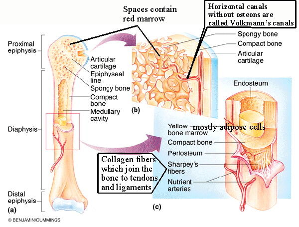 Trabecular Bone Tissue