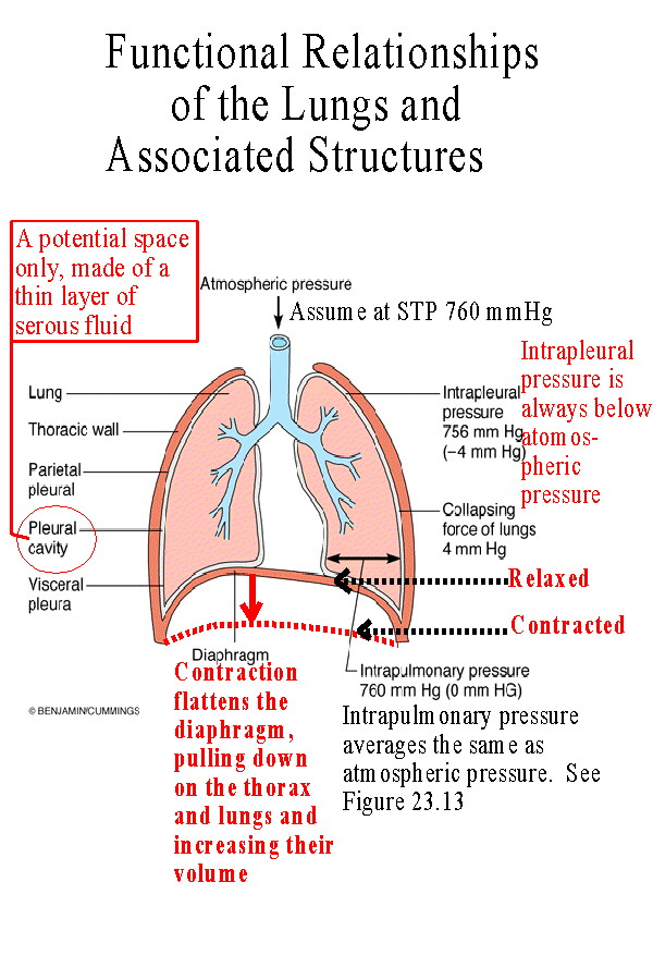lobes of lungs. and 23.11)The lungs are