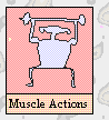 Muscle Chart
with Actions