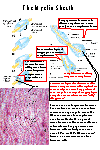 The Myelin Sheath of Peripheral Nerves