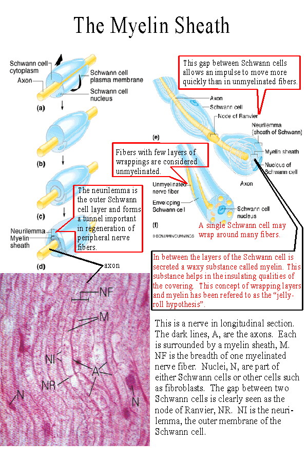 myelinated fibers