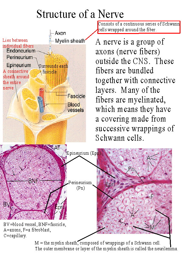 BIOL 237 Class Notes - The Spinal Cord and Spinal Nerves