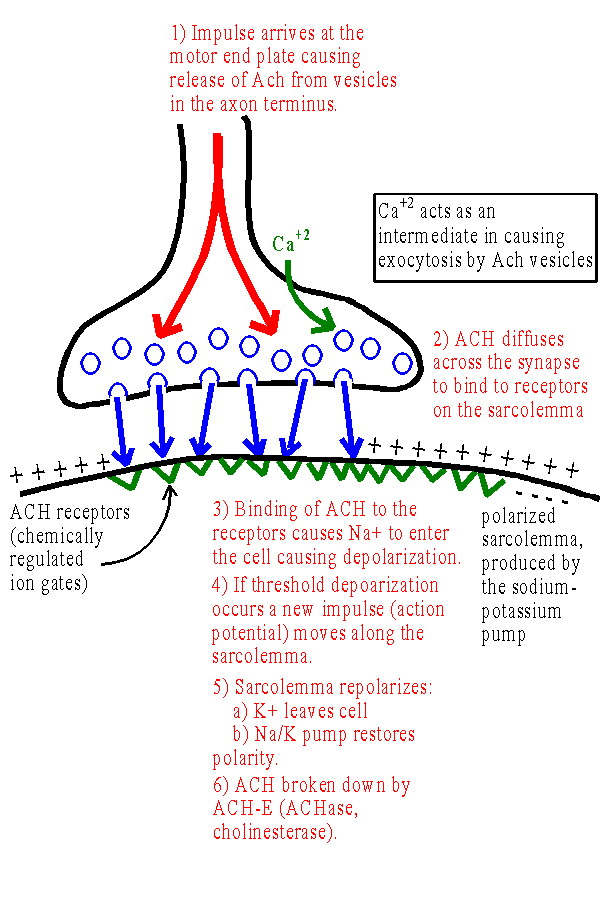 Motor neuron function in muscle contraction