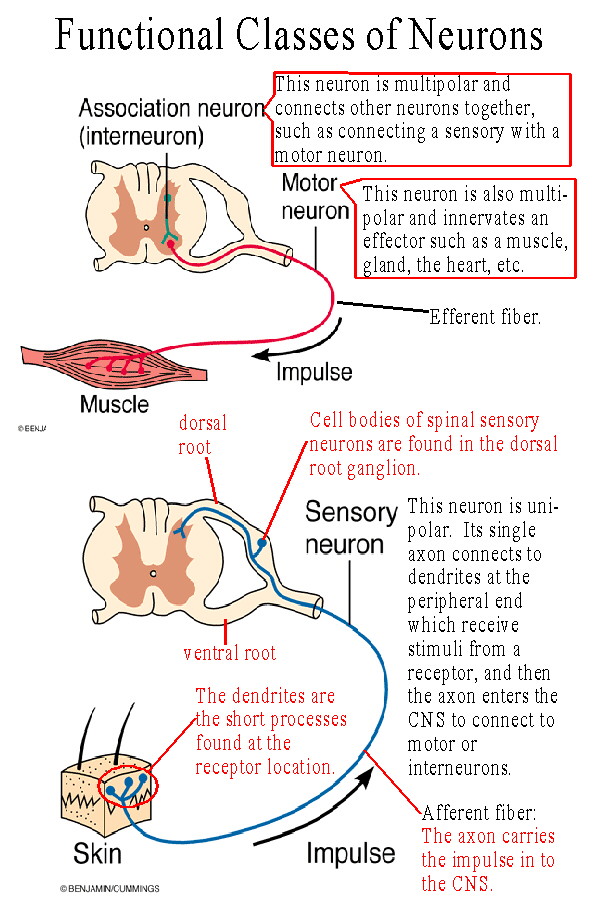 interneuron  function