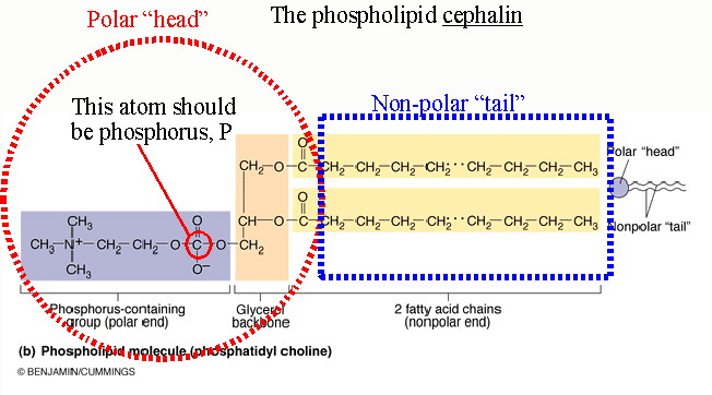 phospholipid structure