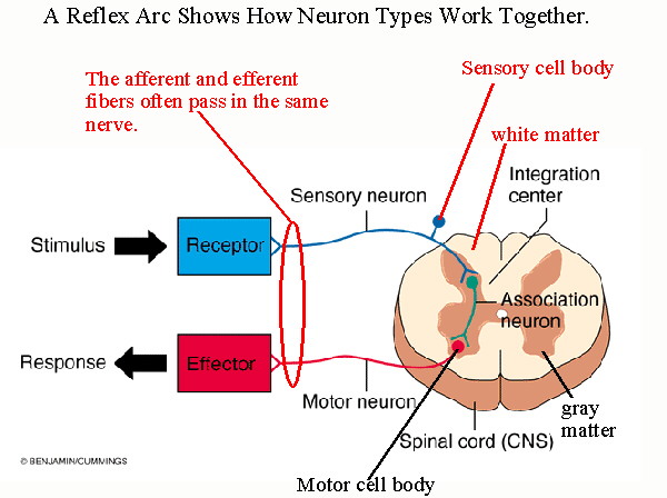 Motor neuron function nervous system