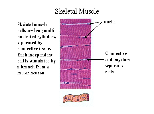 Wiring, Diagram and Flowchart: Skeletal Muscle Tissue Location