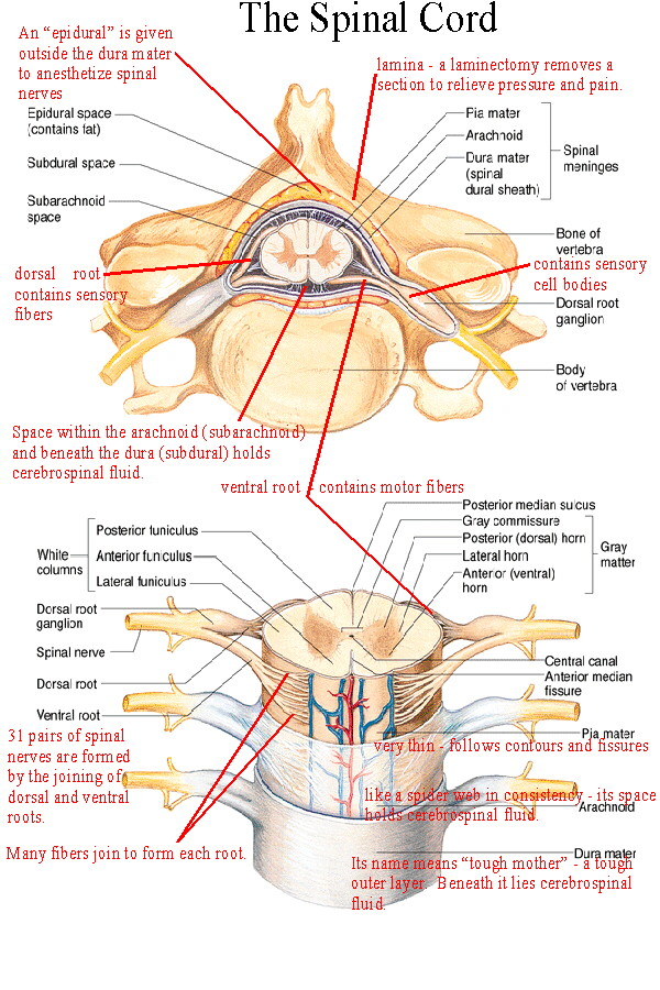 What does the white matter of the spinal cord contain?