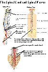 Origin of the Spinal Nerves