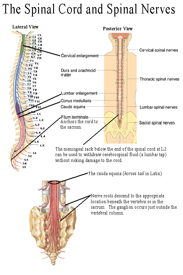 Spinal nerves contain both