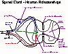 Spinal Cord - Neuron Relationships