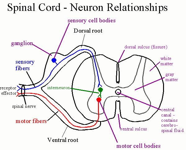 Recovery After Epidural Blood Patch