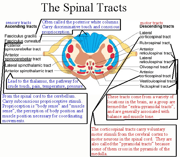 The anterior spinal artery rests in the groove in the front of the cord (at 