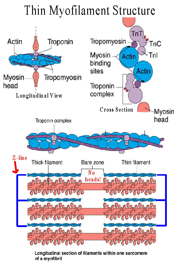 Functional Anatomy of Muscle: Structure of Muscle Fibers | KinWiz