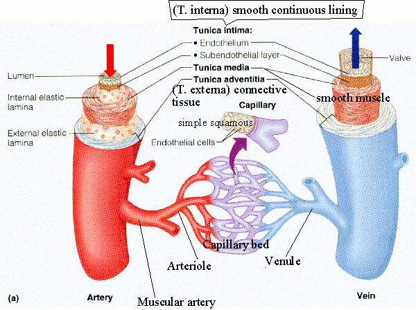 Vessel Structure & Function. (www.unm.edu/ ~jimmy/vessels.jpg). Arteries