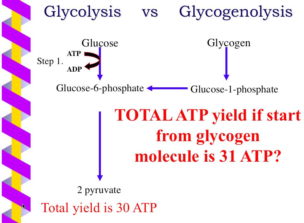 ATP Production Of One Glucose