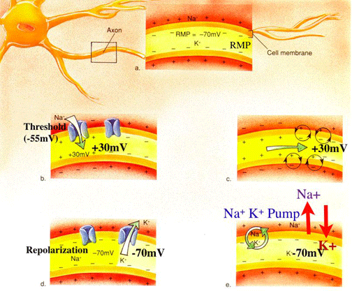 Action Potential Images