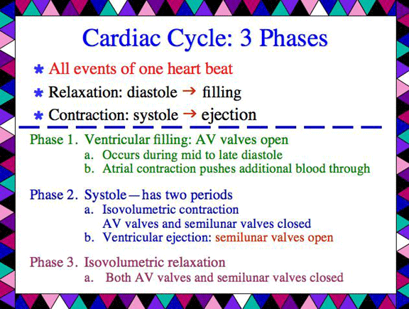 physiology of heart. Cardiovascular Physiology