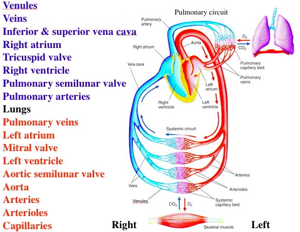 Blood Flow Pulmonary And Systemic Circuits