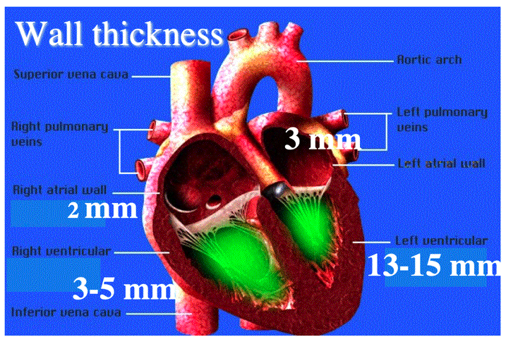 Cardiac Cyle