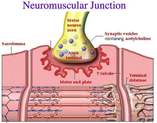 Histology of Nervous Tissue Flashcards | Easy Notecards