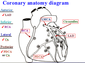 Coronary arteries labeled