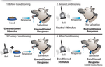 Associative Learning and Branding Effects of Sport Sponsorship