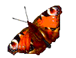 butterfly.gif (21729 bytes)