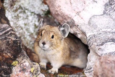 Description: Macintosh HD:Users:mariewestover:Desktop:pikas:holy-cross-pika-big.jpg